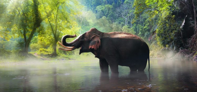Plongez dans la faune africaine à travers les tableaux éléphant, art animalier et safari artistique